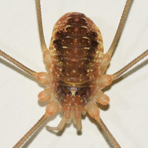 Réf. 311 731 : Opilio canestrinii